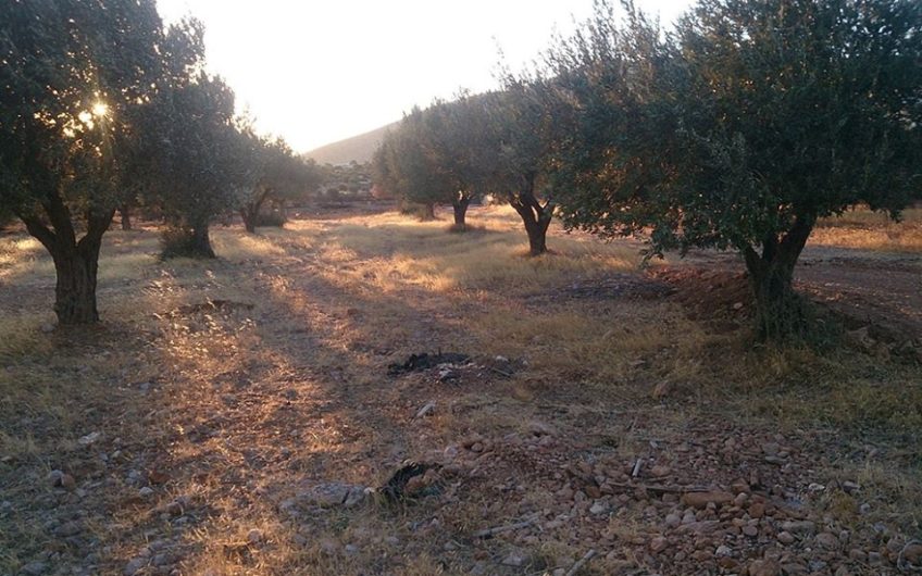 Οικόπεδο αγροτεμάχιο
